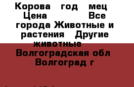 Корова 1 год 4 мец › Цена ­ 27 000 - Все города Животные и растения » Другие животные   . Волгоградская обл.,Волгоград г.